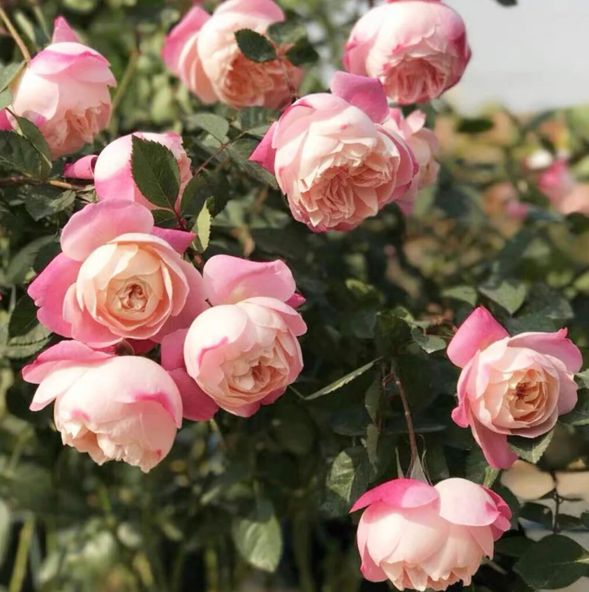 Washitsu Rose