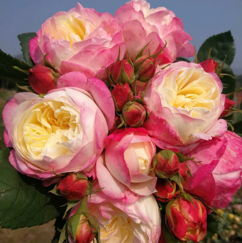 Washitsu Rose