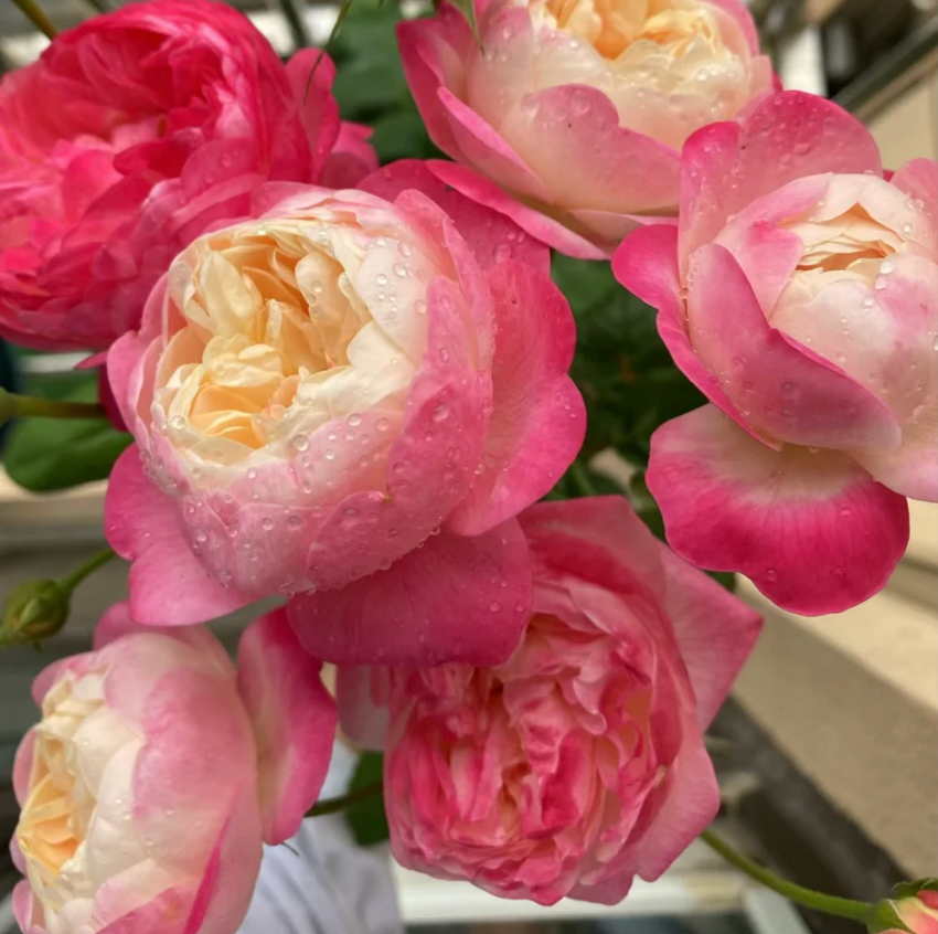 Washitsu Rose