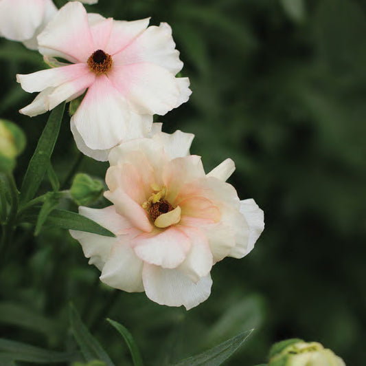 Butterfly™ Ariadne® Ranunculus