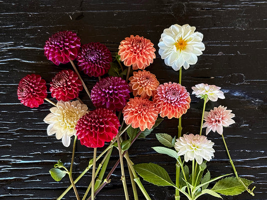 Dahlias