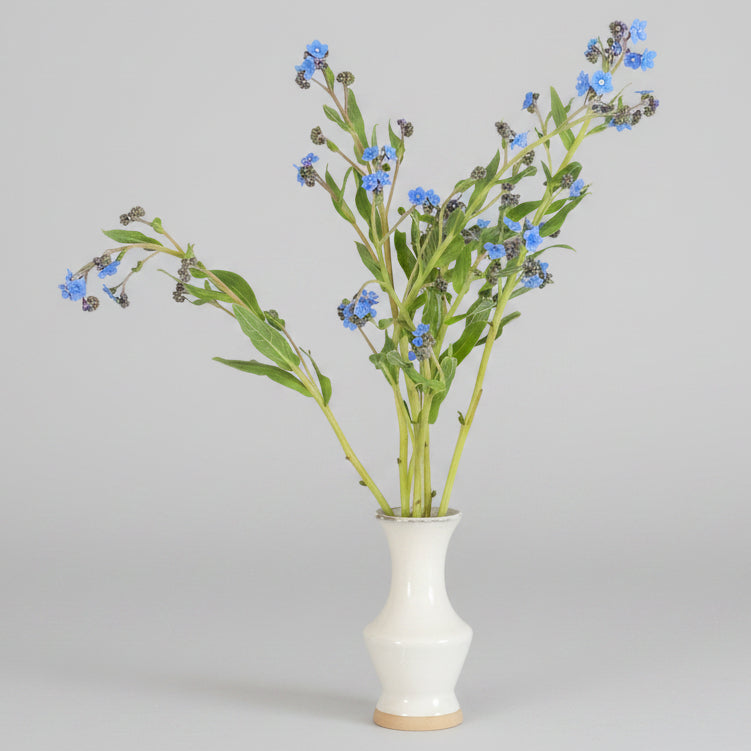 Forget-me-not | Scorpion grasses