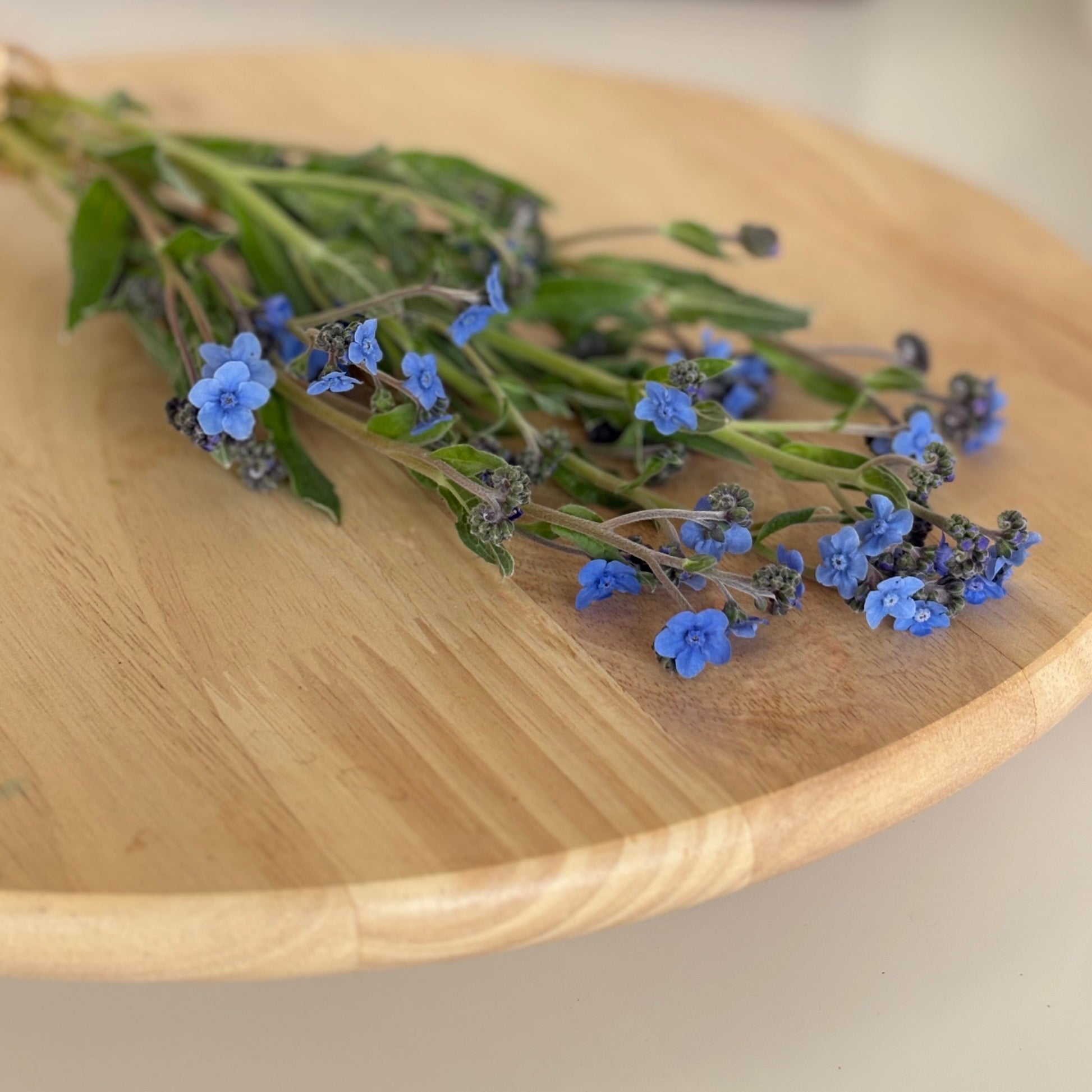 tiny blue flowers