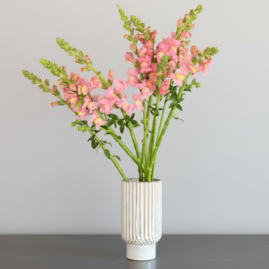 Snapdragon Rocket in White or Pink