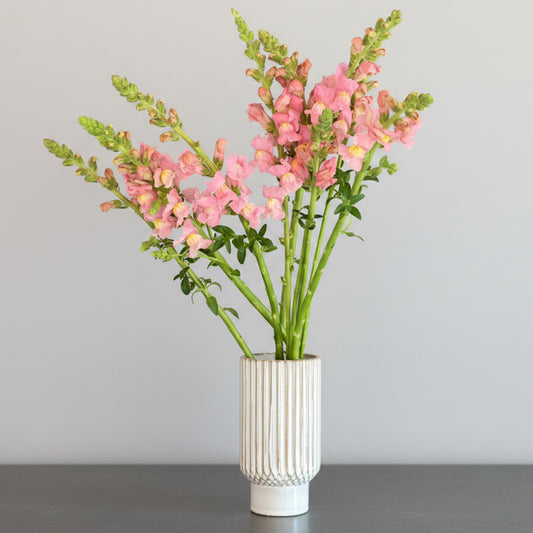 Snapdragon Rocket in White or Pink
