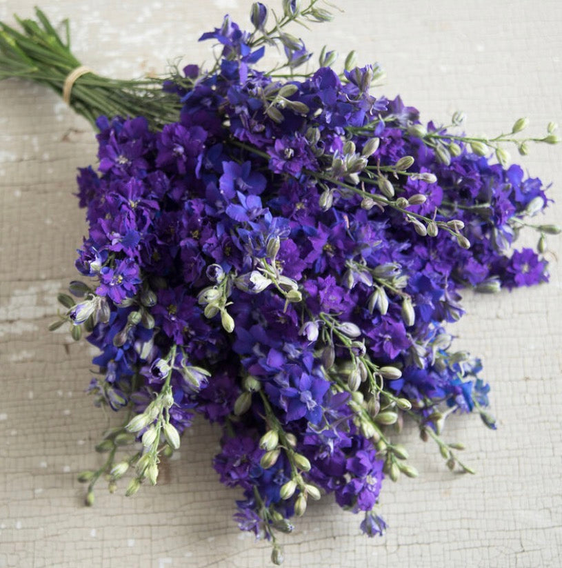 Larkspur