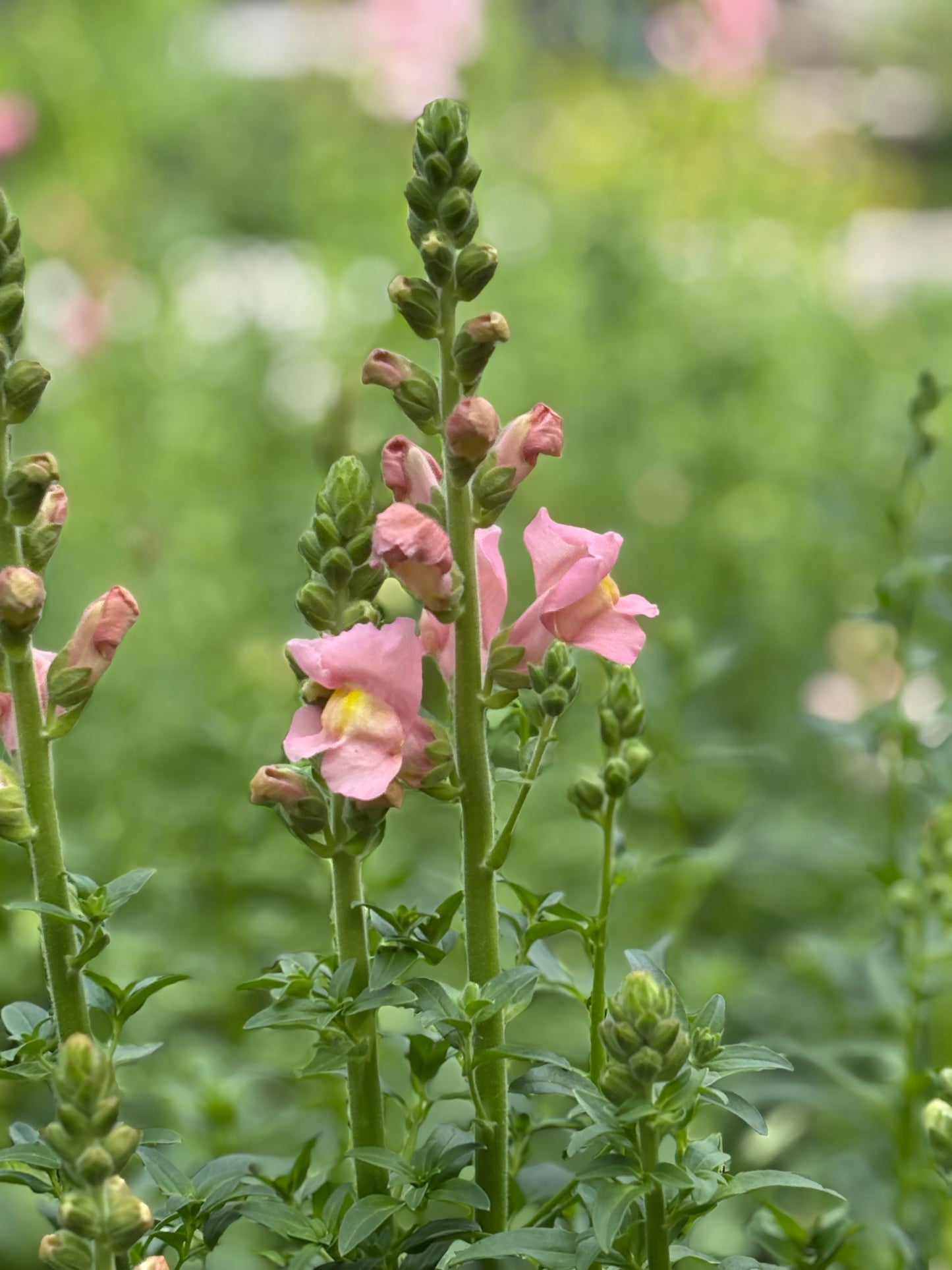 pink fluffy flower