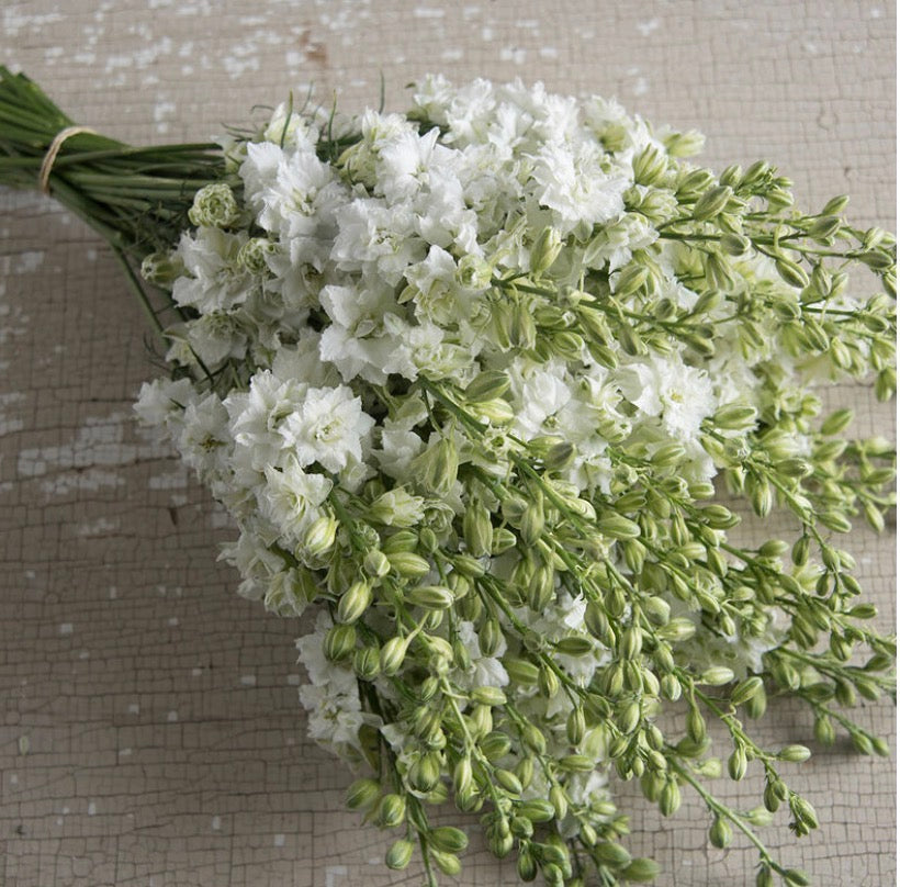 Larkspur