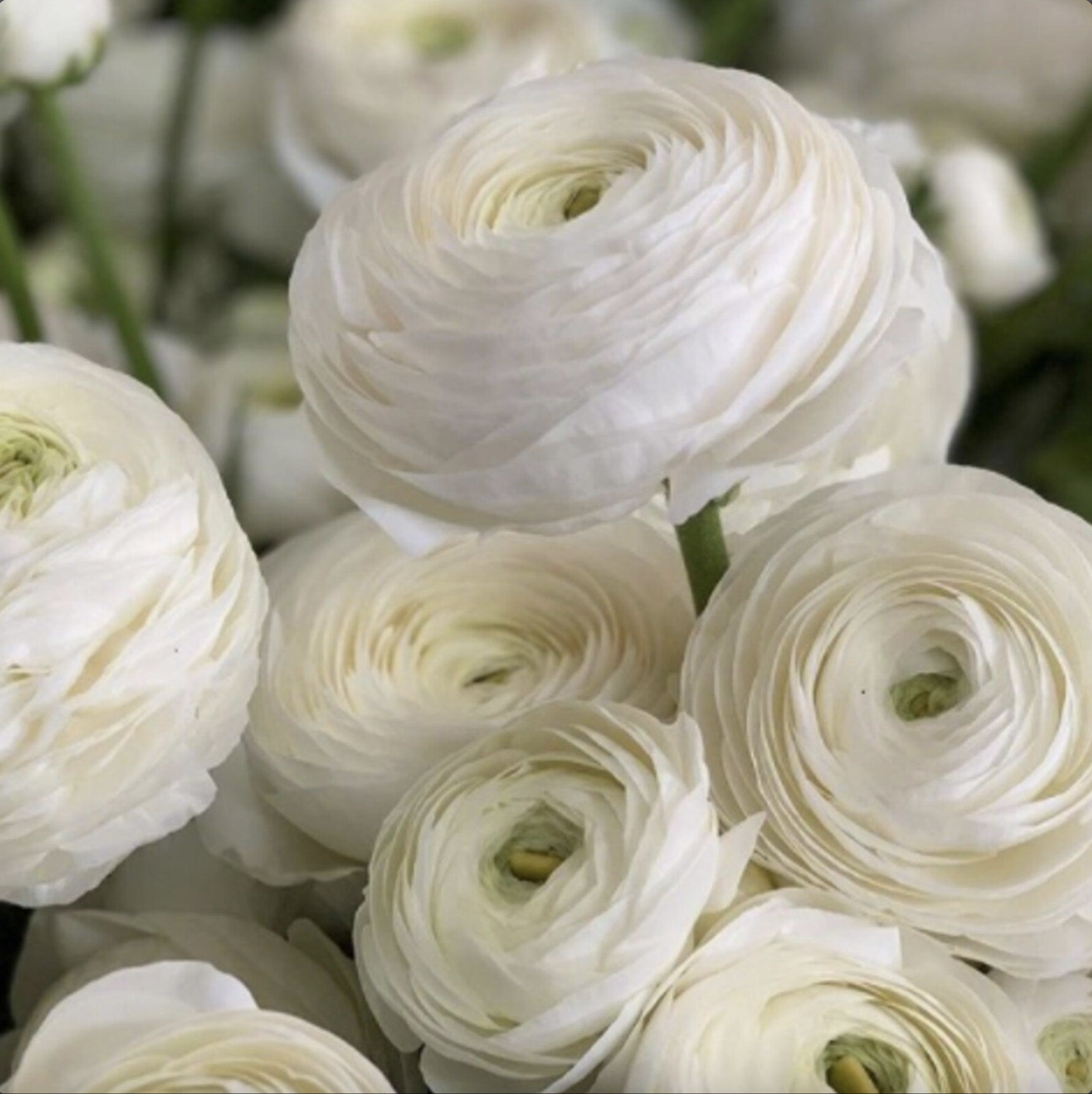 Ranunculus